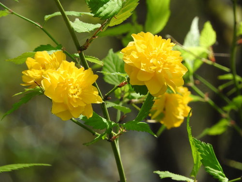 春に咲くヤエヤマブキの黄色い八重咲きの花