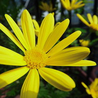 黄色く咲くユリオプスデージーの花、キク科の草花の写真