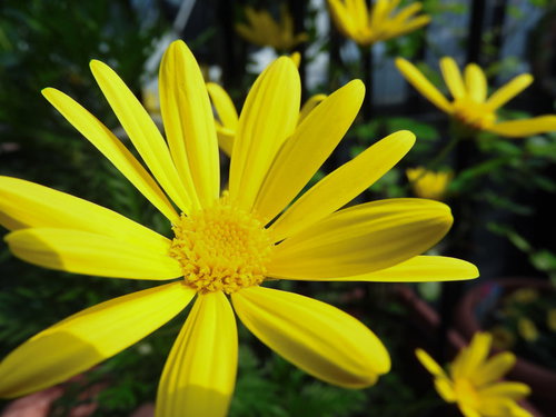 黄色く咲くユリオプスデージーの花、キク科の草花