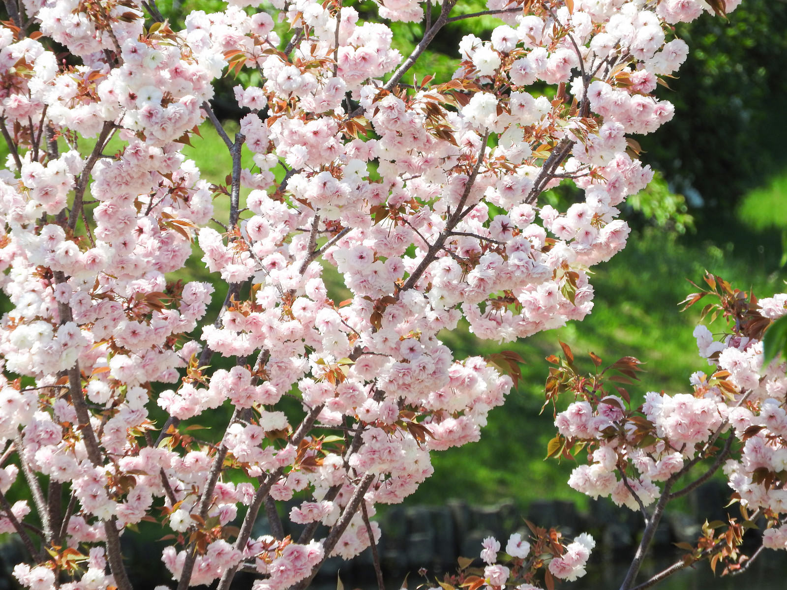 淡いピンク色の八重桜が満開に咲いている様子