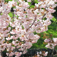 淡いピンク色の八重桜が満開に咲く春の花と緑の葉の写真