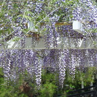 藤棚に垂れ下がるフジ（藤）の花の写真