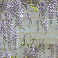 花開く藤（フジ）の垂れ下がる紫色の房状の花の写真