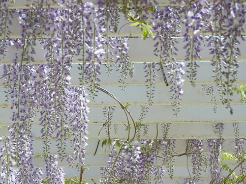花開く藤（フジ）の垂れ下がる紫色の房状の花