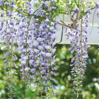 春に垂れ下がる藤の花、マメ科つる植物の房状の薄紫色の花の写真