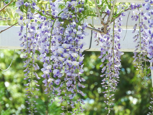 春に垂れ下がる藤の花、マメ科つる植物の房状の薄紫色の花