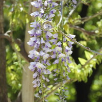 垂れ下がる藤の花（マメ科）春の庭園を彩るつる植物の写真