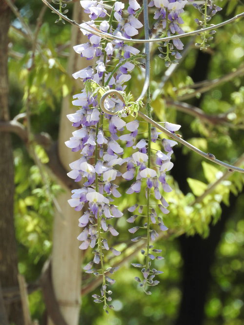 垂れ下がる藤の花（マメ科）春の庭園を彩るつる植物