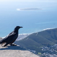 テーブルマウンテンの岩場に止まるアカバネテリムクの写真