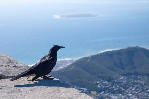 テーブルマウンテンの岩場に止まるアカバネテリムク