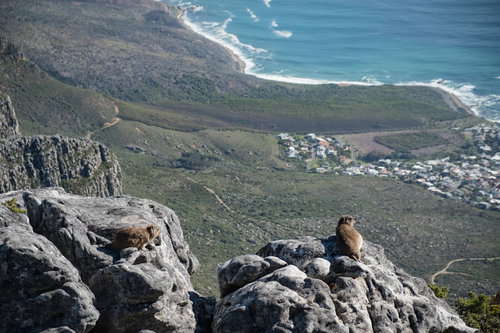 テーブルマウンテンの岩場に生息するケープハイラックス（南アフリカ）