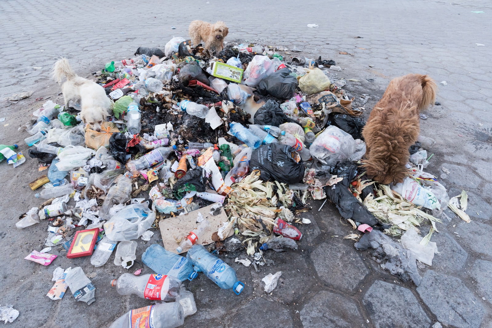 ボリビアのウユニ市の海岸で、散乱したゴミの周りに群がる複数の野良犬