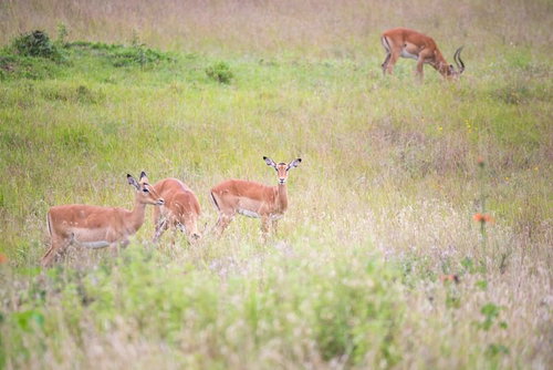 周辺を警戒するインパラの群れ