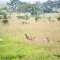 アフリカの草原を歩む野生動物の群れ、インパラの生態の写真
