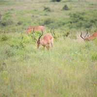 アフリカのサファリで草を食べるインパラ - 野生動物の採食シーンの写真