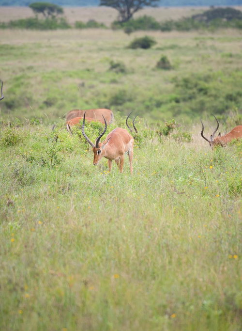 アフリカのサファリで草を食べるインパラ - 野生動物の採食シーン