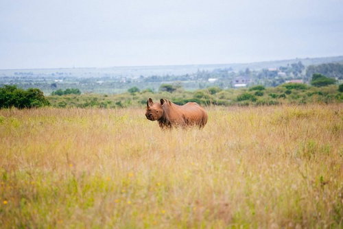 整骨院で肩の施術を受ける男性