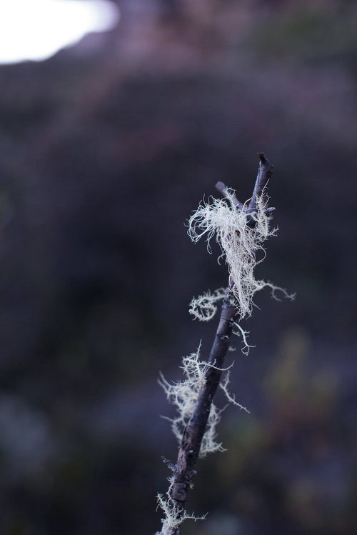 白い綿が絡まる枯れ木の冬の風景 寂しい季節感