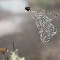シロップがけワッフルとカフェラテの写真