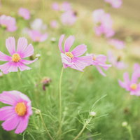 風に揺らめく淡いピンク色のコスモス、秋の花畑で咲くの写真