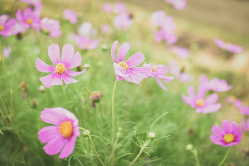 風に揺らめく淡いピンク色のコスモス、秋の花畑で咲く