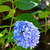 日陰に咲く青紫色の紫陽花。梅雨の季節を彩る花の写真
