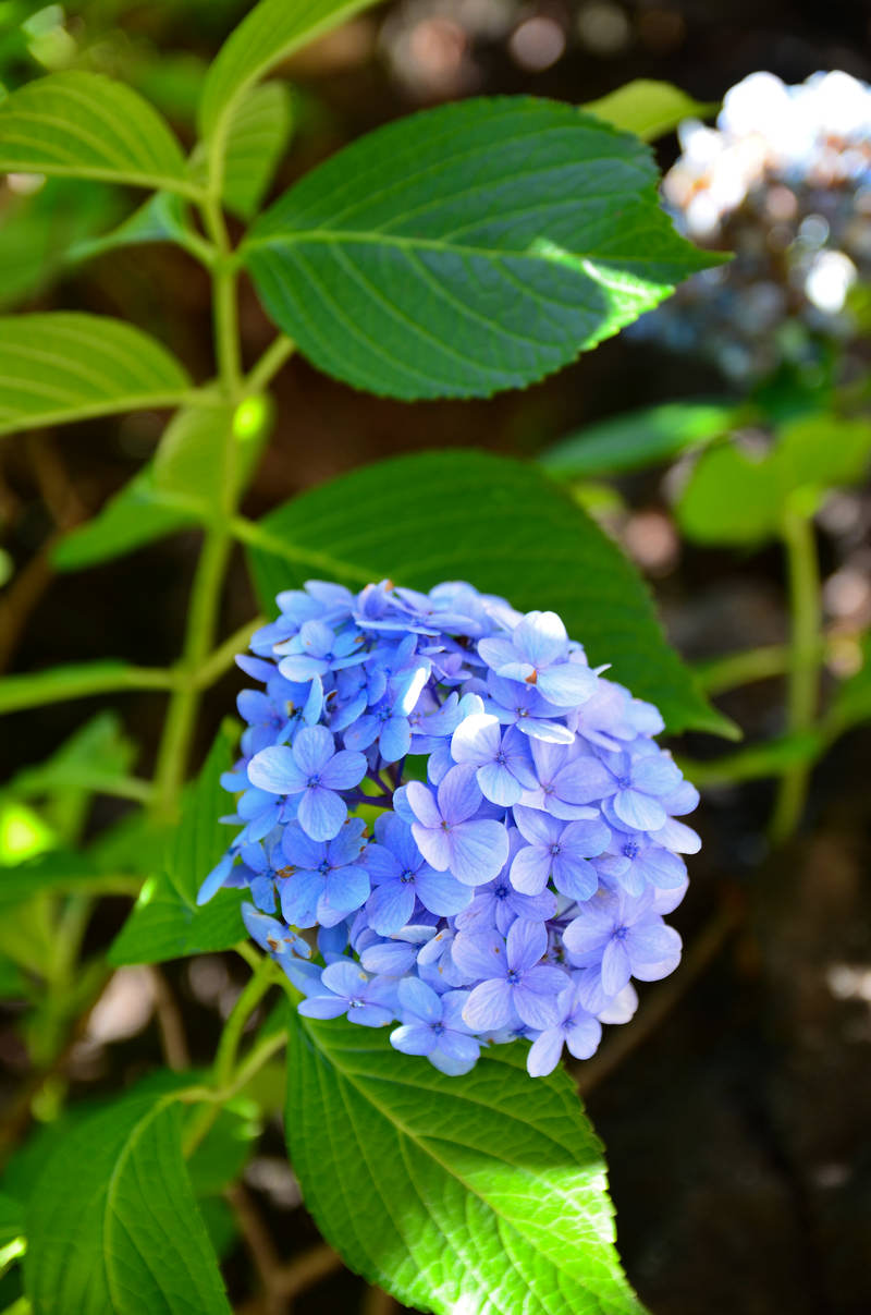 青紫色の紫陽花が緑の葉に囲まれて咲いている様子
