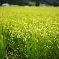 青々とした稲穂が風に揺れる稲作の風景の写真