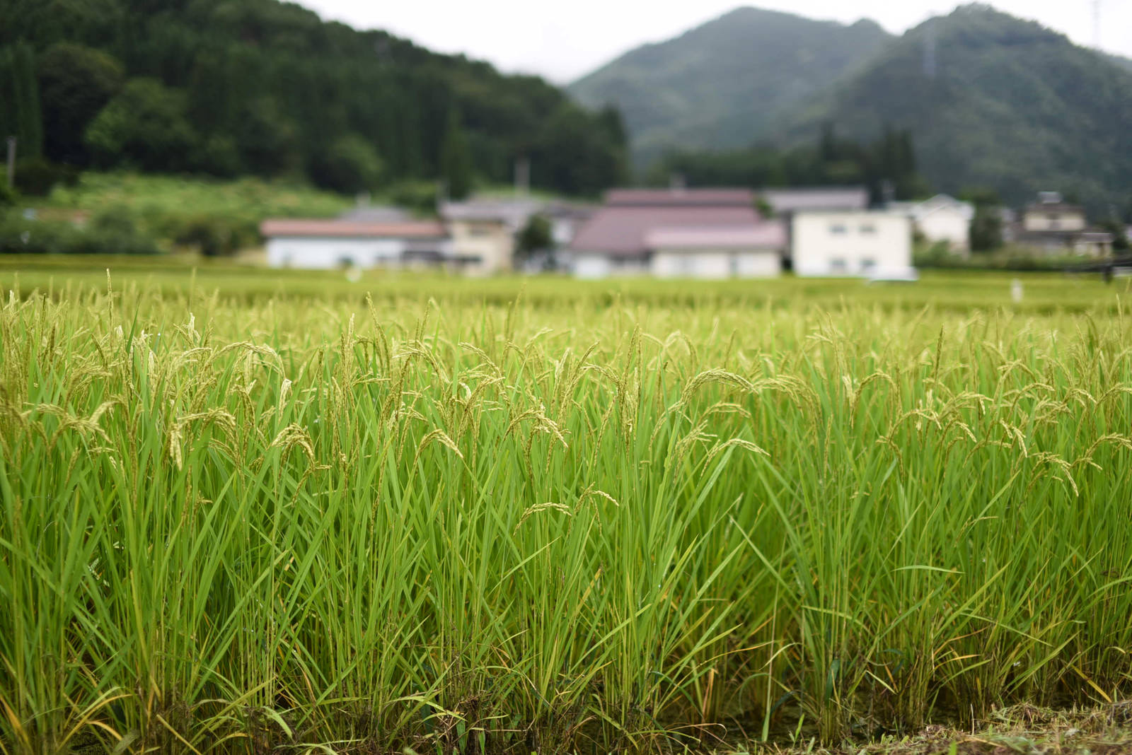 青々とした稲が育つ田んぼと背景に山と住宅が見える田園風景