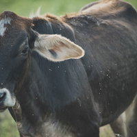 サシバエが群がる放牧される牛（ベネズエラ）の写真