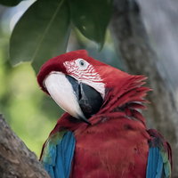 首を傾げるベニコンゴウインコの写真