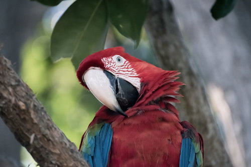 首を傾げるベニコンゴウインコ