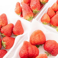 4品種の苺の品種比較（章姫、さがほのか、紅ほっぺ、あまおう）の写真