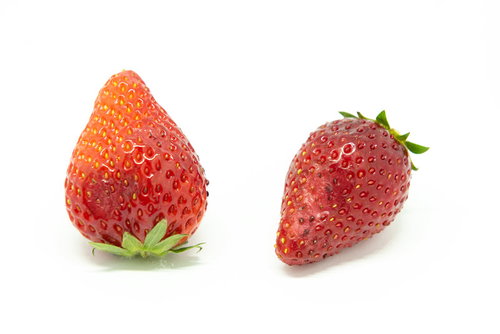 傷んだ苺の果実と新鮮な苺の品質比較
