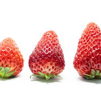 苺のサイズ・色合い比較（さがほのか、とちおとめ、紅ほっぺ）の写真