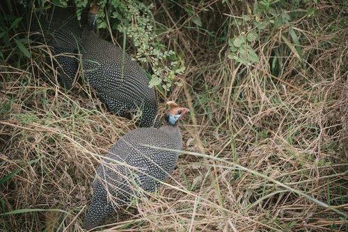 枯れ草で巣作りするキジの営巣風景