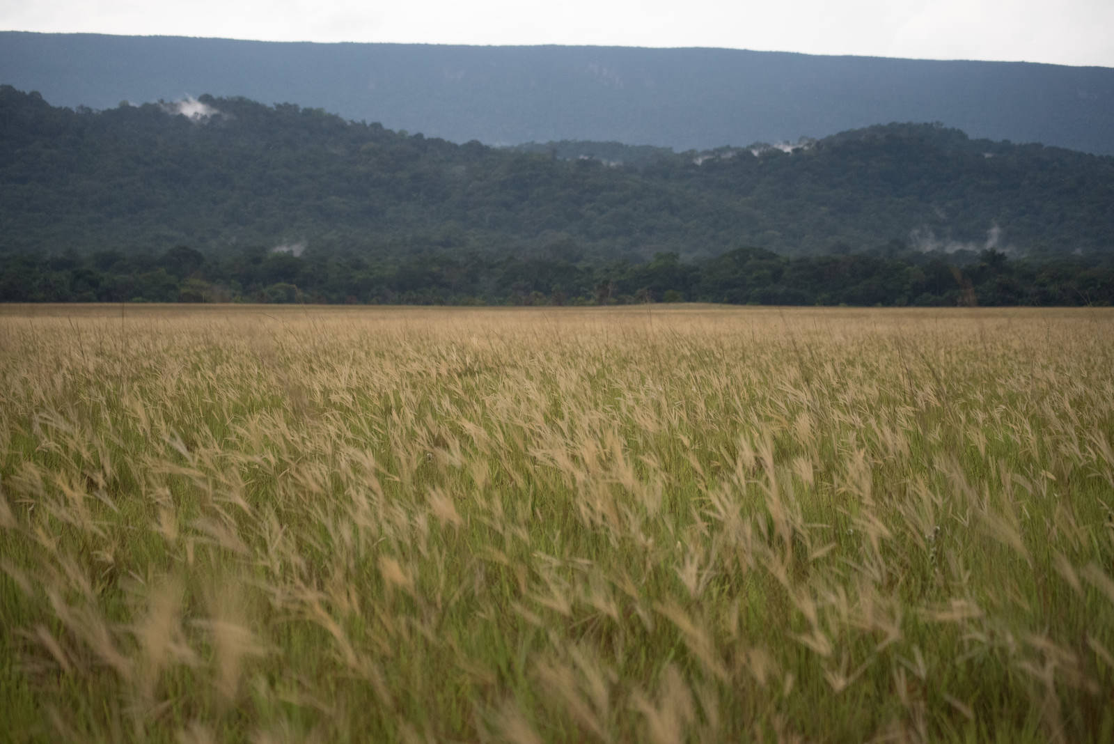 山を背景に広がる黄緑色の麦畑と穂が風に揺れている風景