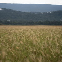 山々を背景にした一面の草原の写真