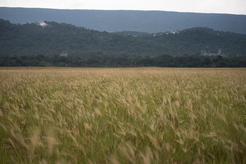 山々を背景にした一面の草原