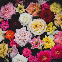 黒い鉢に咲く多彩な薔薇と春の花々の寄せ植えの写真