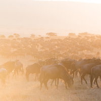 サバンナのキリンとアカシアの木の写真