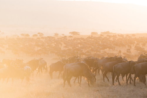 サバンナのキリンとアカシアの木