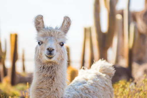 こちらを見つめる白いリャマ、立て耳と黒い瞳が愛らしい
