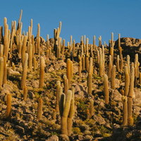 ウユニ塩湖周辺の山に群生するサボテンと乾燥地帯の写真