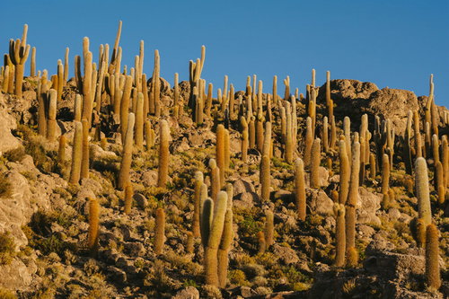 ウユニ塩湖周辺の山に群生するサボテンと乾燥地帯