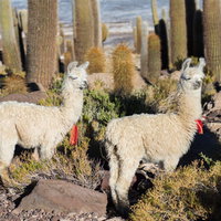 高地のサボテン畑に立つ白い毛並みのリャマのペアの写真