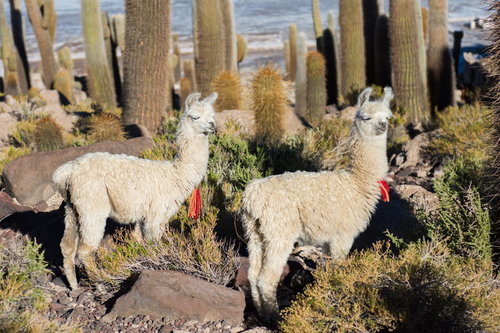 高地のサボテン畑に立つ白い毛並みのリャマのペア