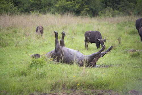 背を反らして転ぶバッファロー（アメリカンバイソン）の群れ