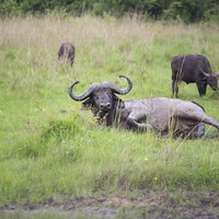 何事もなかったかのように起き上がるバッファローの写真