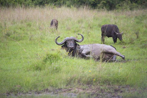 何事もなかったかのように起き上がるバッファロー